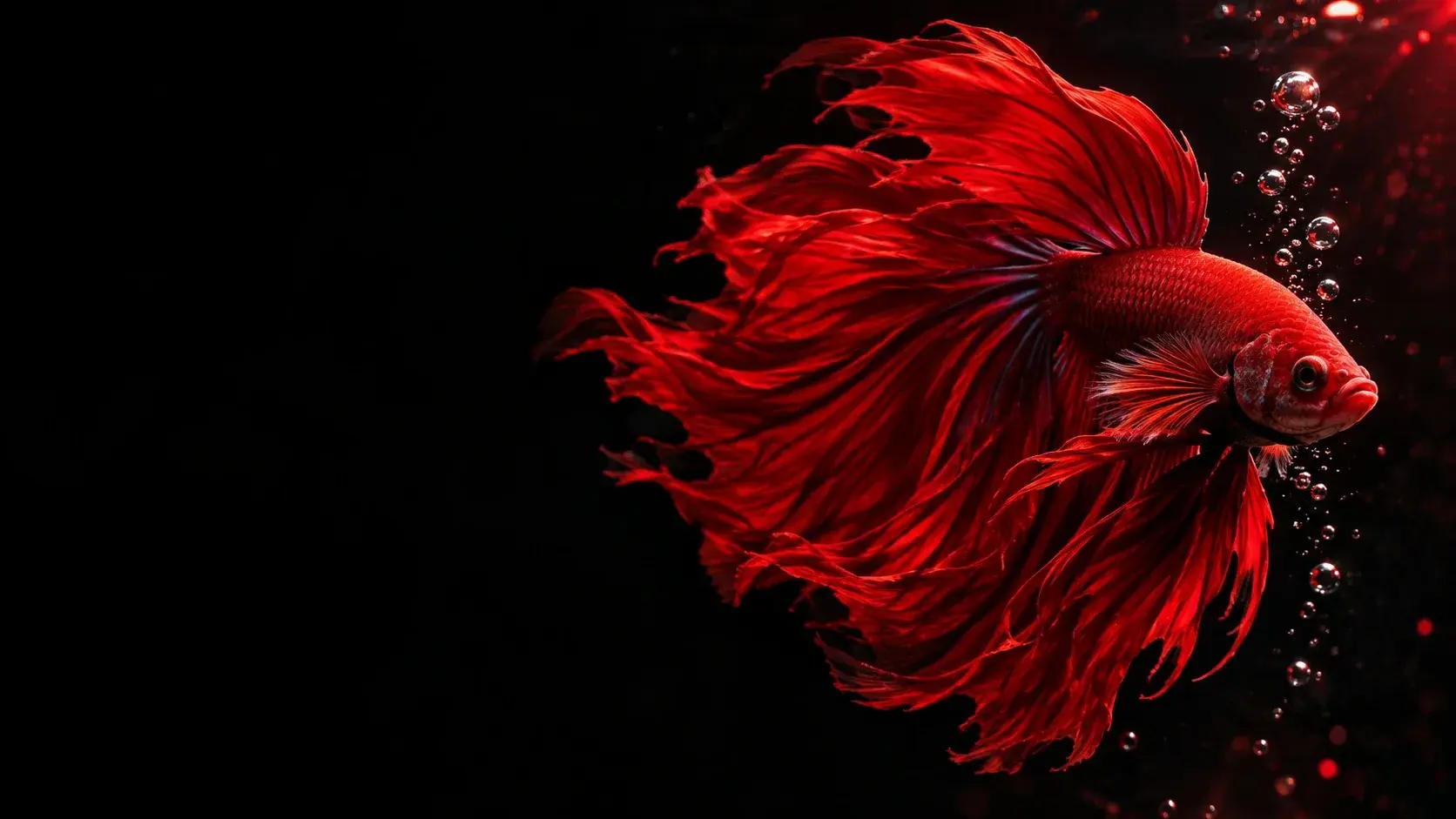 Crimson betta with flowing fins on a black background